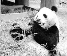 14歲的大熊貓興興