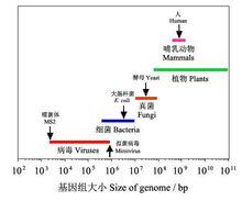 圖2 各種生物的基因組大小比較