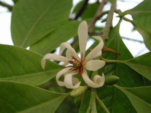 Magnolia × alba