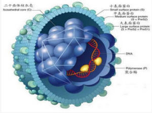 尖銳濕疣