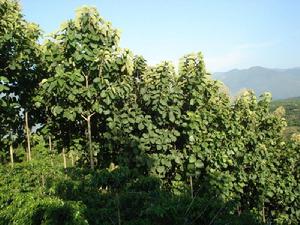 河江灣自然村柚木林