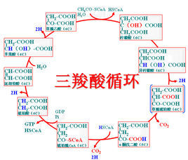 肝糖原