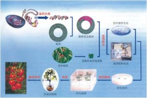 植物基因轉染套用過程