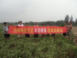 豐洽根保防治花生白絹病觀摩會