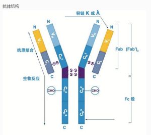 抗乙醯膽鹼受體抗體