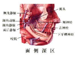 面側深區