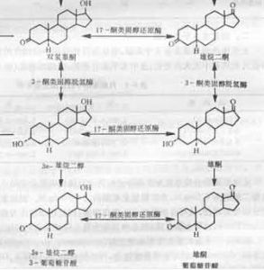 雄激素的生物活性