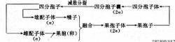 紅藻門物種繁殖一般過程