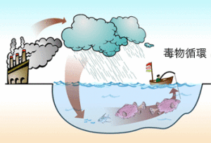 （圖）食物鏈污染