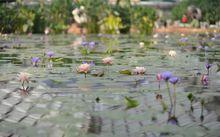 嘉茂花鳥園