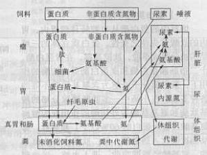 無氮浸出物