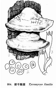 圖 954 裂乾酪菌 : 1. 子實體， 2. 孢子， 3. 擔子