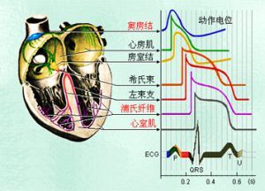 心肌細胞