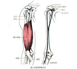 肱二頭肌近端肌腱斷裂修復術