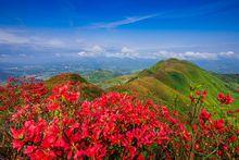 大高山美景