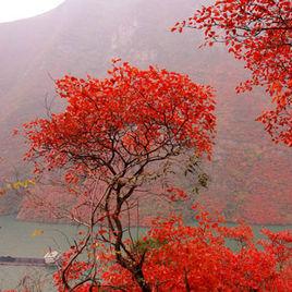 巫山紅葉