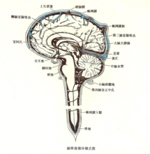 腦脊液循環