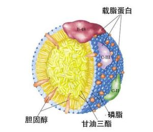 載脂蛋白