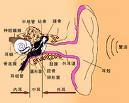 耳朵出問題了