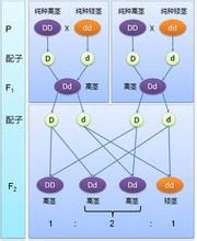 雜交第一代