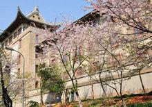 武漢大學櫻花