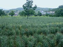 風景