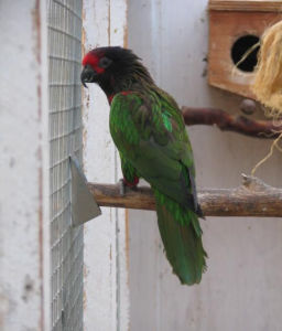 巴布亞黃紋綠吸蜜鸚鵡 
