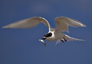 White-fronted Tern, Sterna striata, Thames Coast, New Zealand