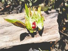 花蕾與眾不同，“花中花”看起來十分漂亮 