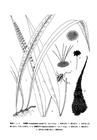 顯脈毛鱗蕨