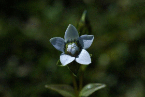 高杯喉毛花