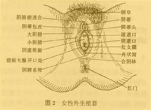 陰蒂包皮