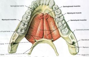 下和舌骨肌和頦舌肌