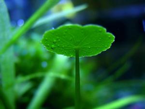 綠色植物[含有葉綠素的非單細胞植物]