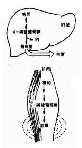 肌糖元