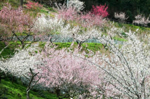 光福梅園