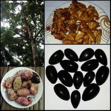 霹靂果pilinuts1