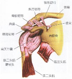 肩關節炎