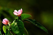 木瓜花（海棠花）