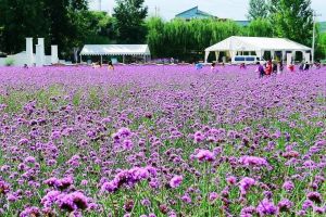 紫海香堤香草藝術莊園