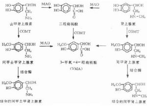 受體激動藥