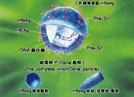 B肝病毒核心抗原