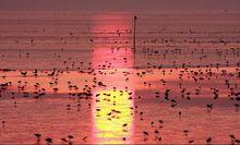 深圳紅樹林海鳥圖