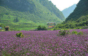 興義香草