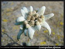 Edelweiss