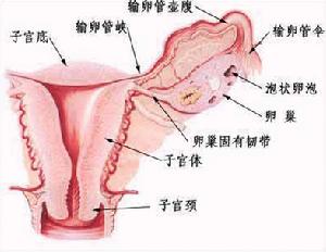 子宮性不孕