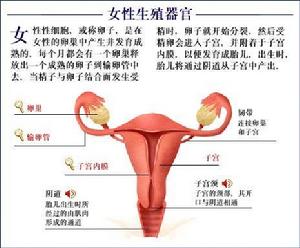 卵巢功能缺如綜合徵