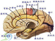 原發性腦瘤