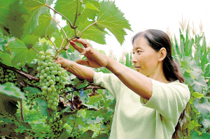 紅廟子鎮