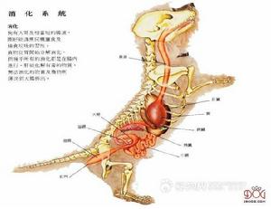 狗的消化系統